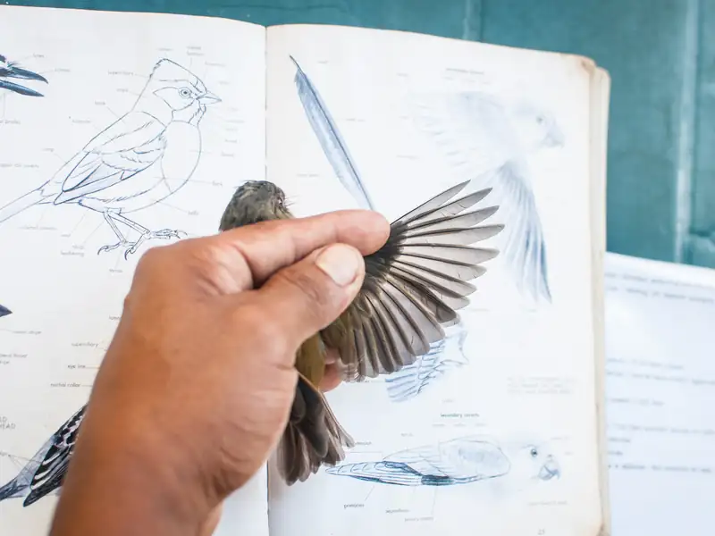 A bird held over the plates of a field guide during banding