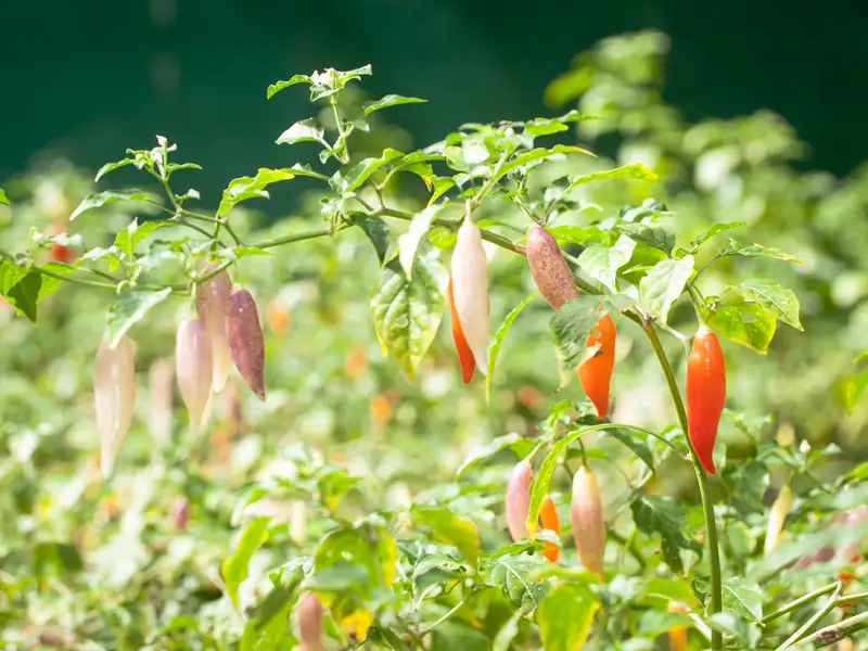 Chili peppers growing in the Biohuerto