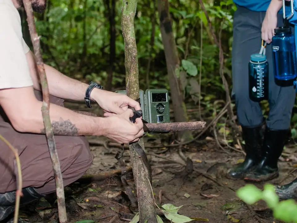 Hands fastening a camera trap to a young tree in the forest