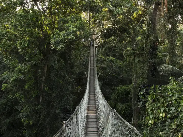 A suspension walkway among the treetops