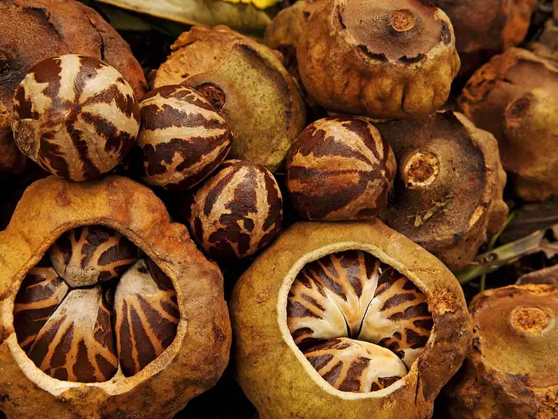 Opened Brazil nut pods with their seeds