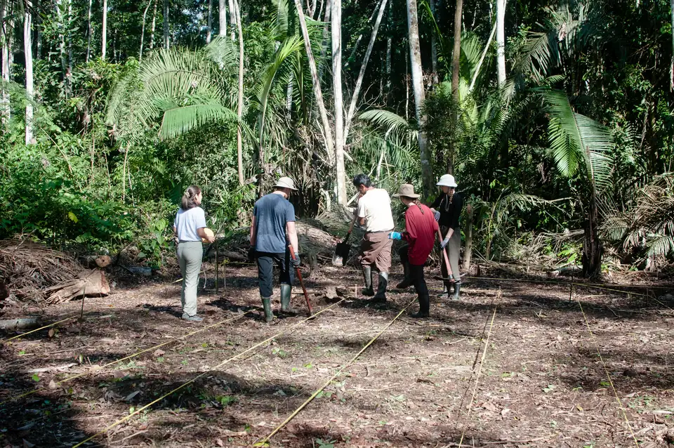 People preparing an agroforestry plot among palms and forest
