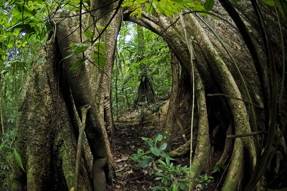 Buttress roots of a giant strangler fig in the rainforest