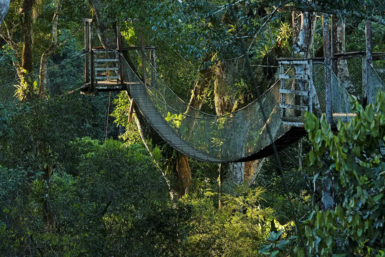 Towers and suspension bridges of the Canopy Walkway among the treetops