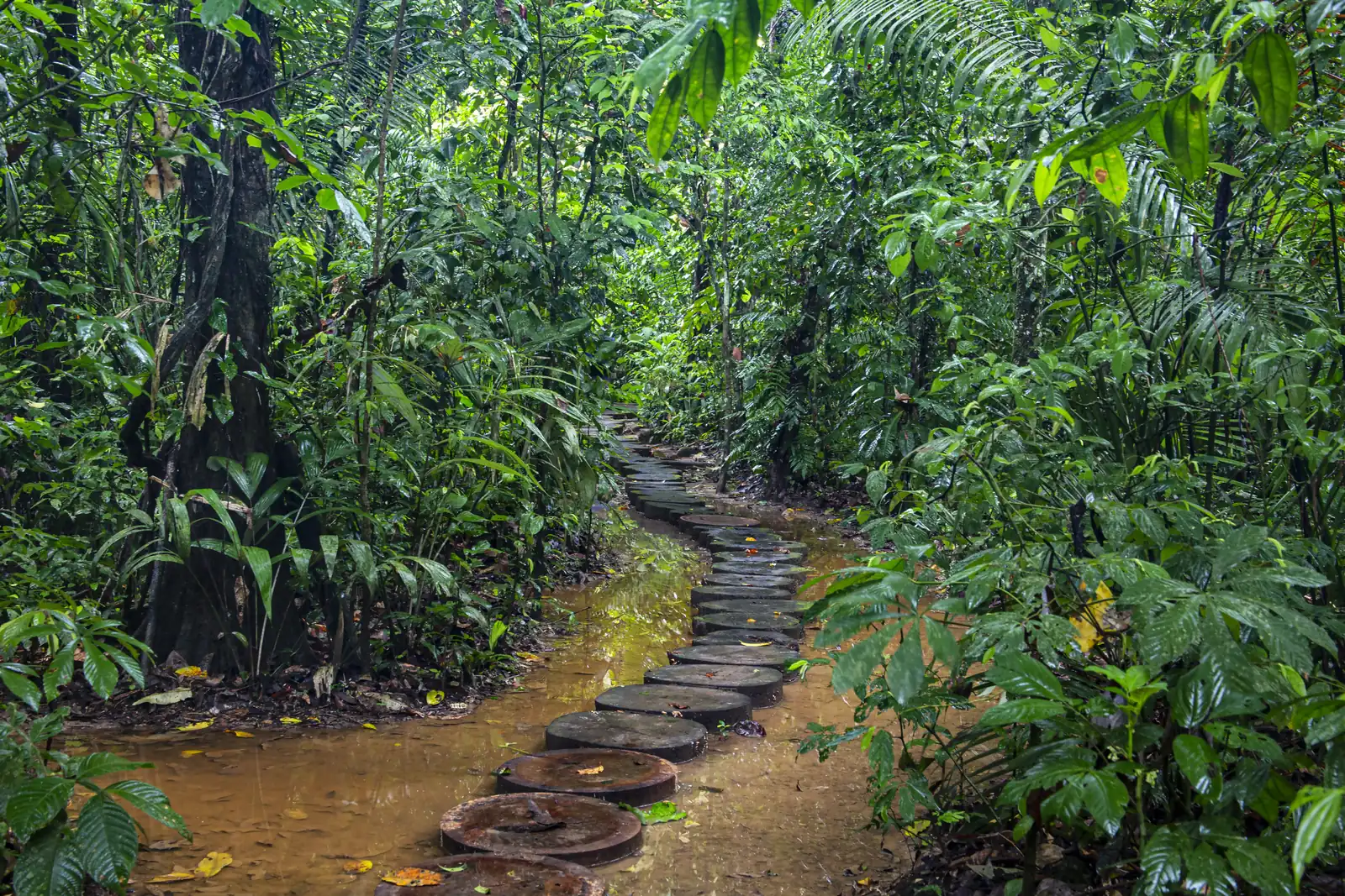 The Anaconda Walk trail crossing the rainforest at Reserva Amazónica