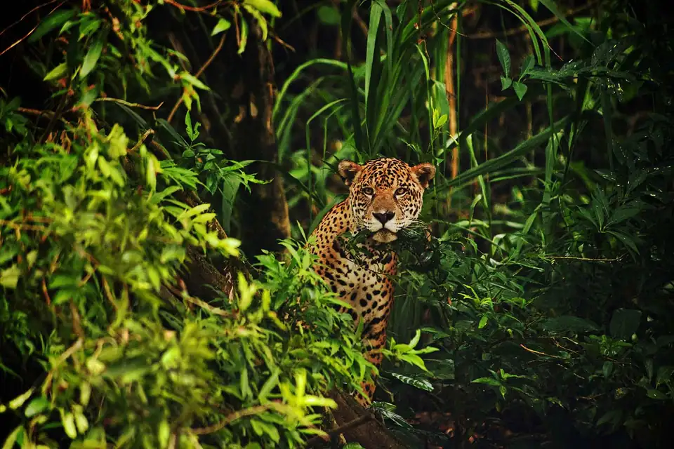 A jaguar in the undergrowth