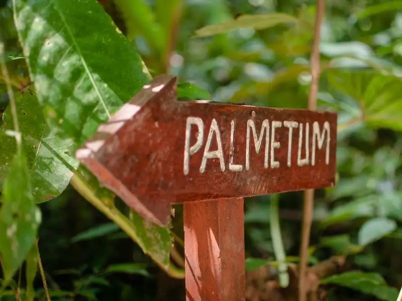 The Palmetum sign among the palms