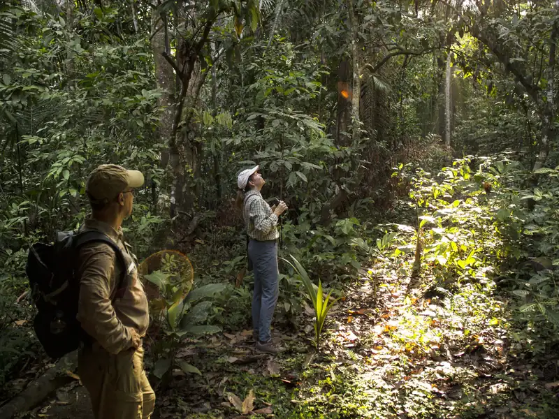 Two people among tall trees in the rainforest