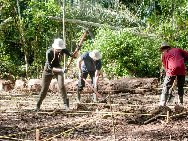 A team planting on a cleared plot to restore the forest