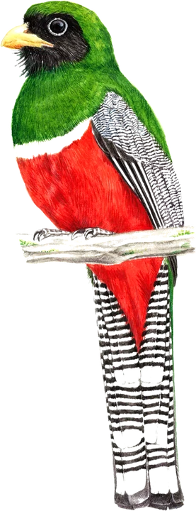 Illustration of a trogon perched on a branch