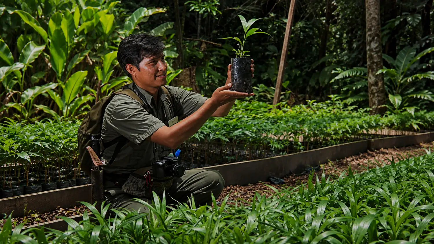 A field technician holds up a seedling in a tree nursery