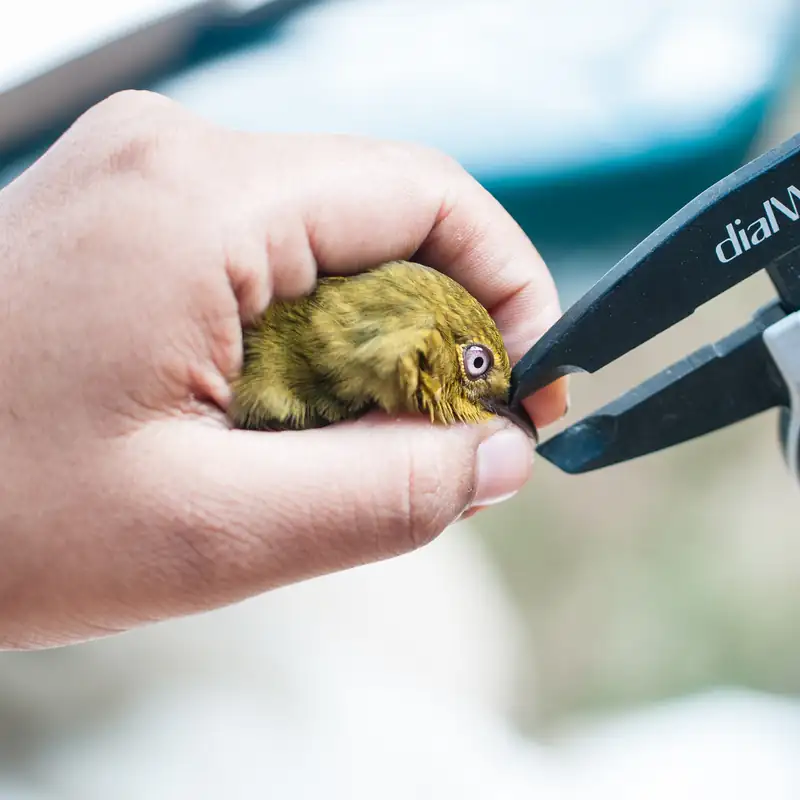 Measuring a bird with a caliper during banding