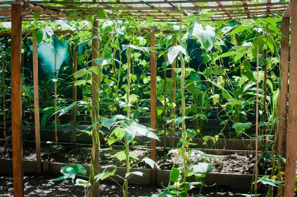 Trellised crops growing in the Biohuerto