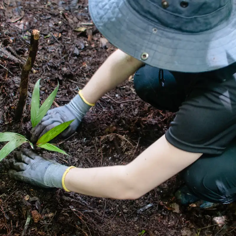 Hands planting a palm seedling at the Palmetum