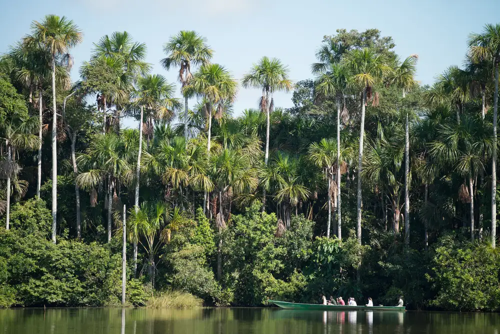 Canoes on Lago Sandoval, fringed with aguaje palms