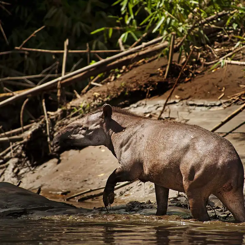 A tapir at the edge of a river