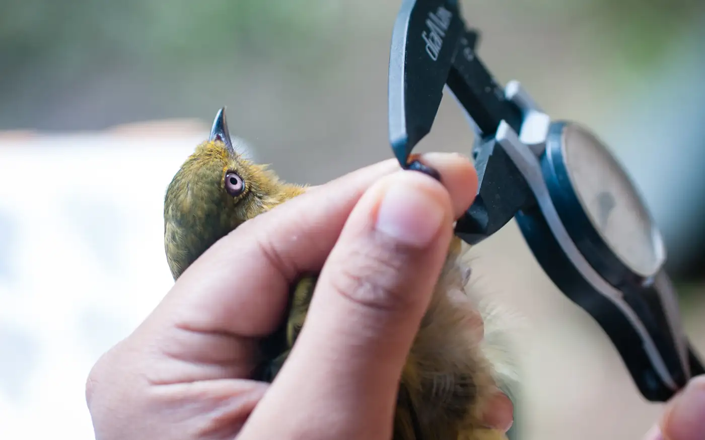 A bird being measured with a caliper during banding