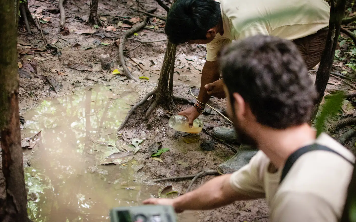 A guide sets a camera trap on the forest floor