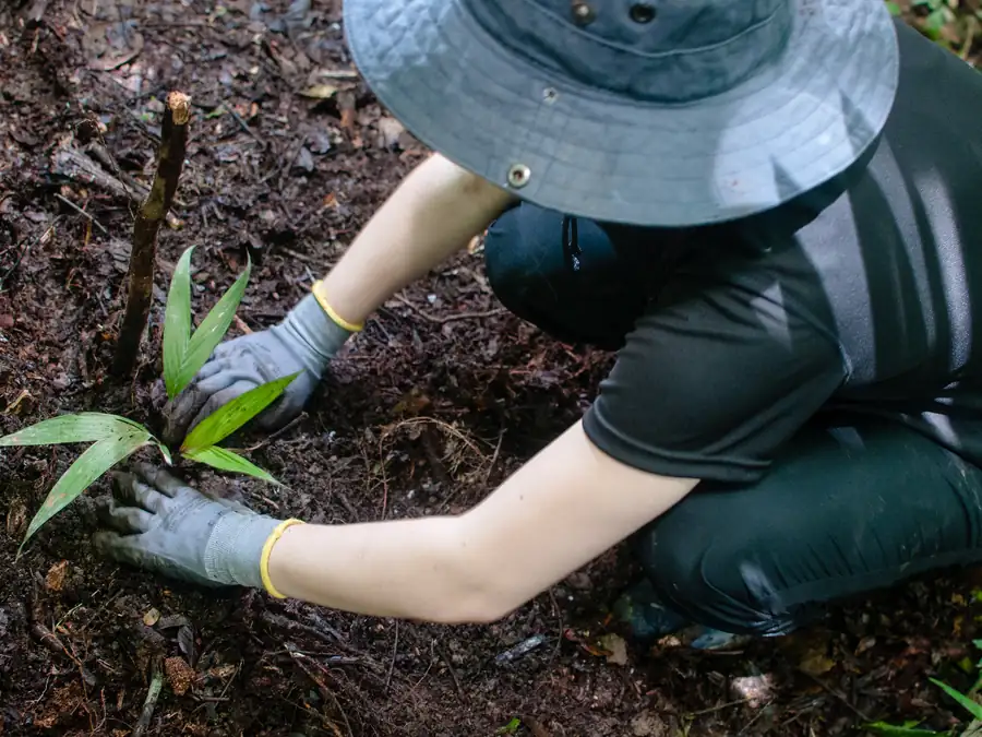 Gloved hands plant a palm seedling in the forest