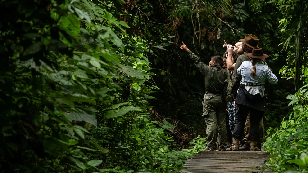 Researchers install a camera trap on a tree trunk in the Tambopata rainforest