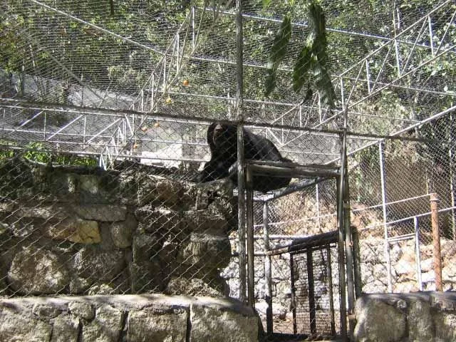 An Andean bear in its enclosure in Machu Picchu
