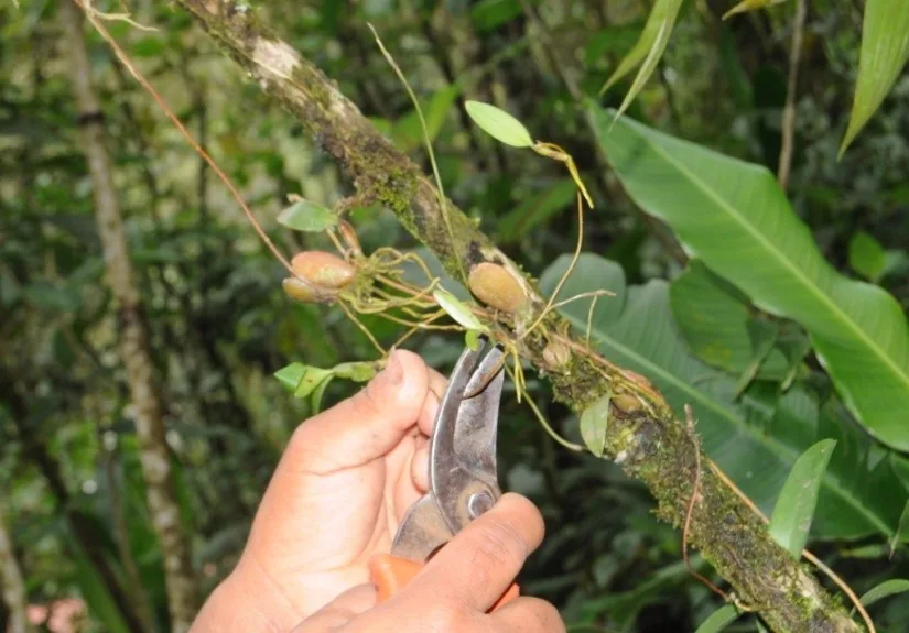 A botanist collecting a plant specimen