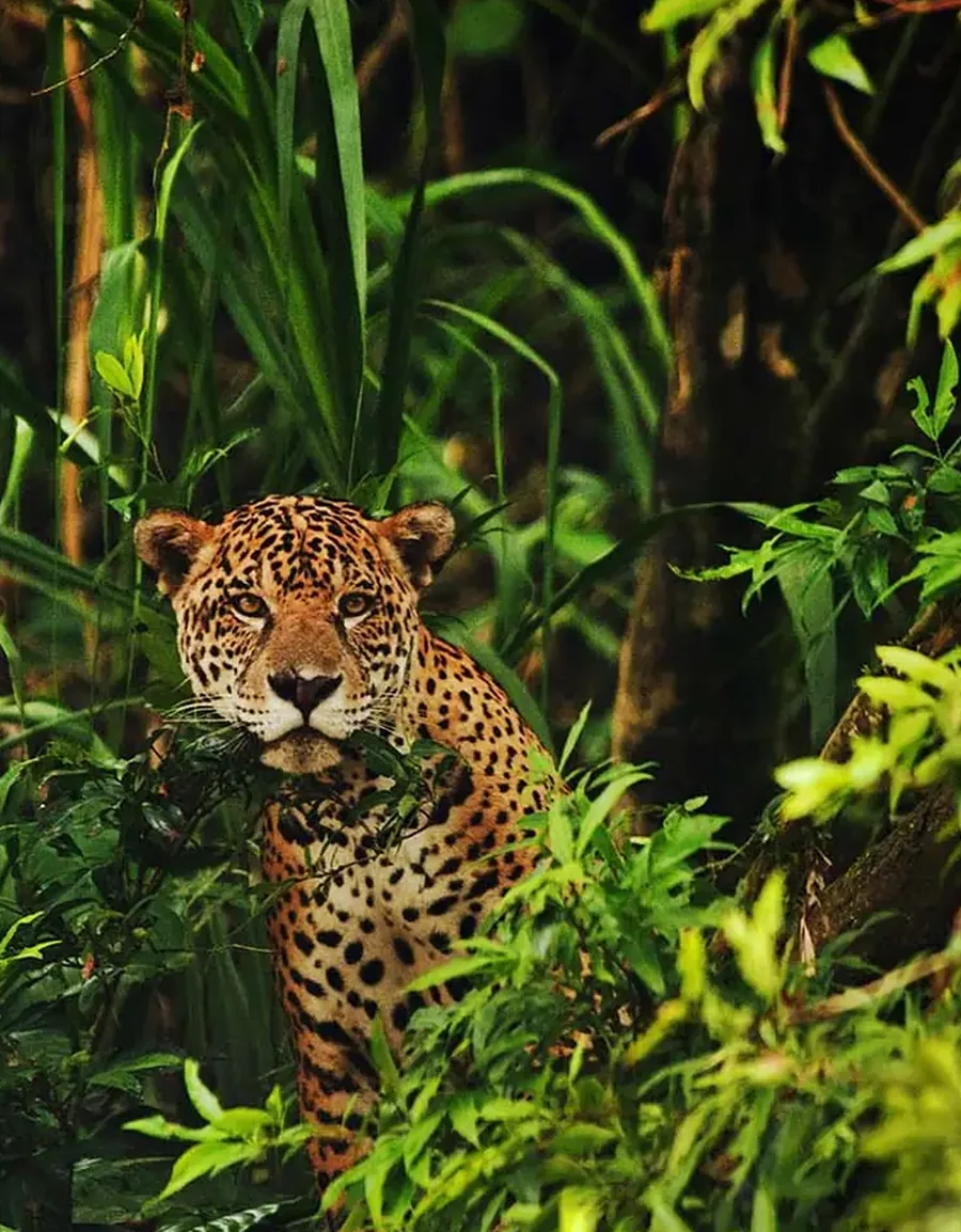 A jaguar among the undergrowth in Madre de Dios