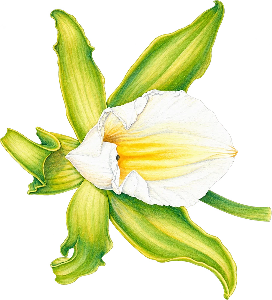 Vanilla flower and pods